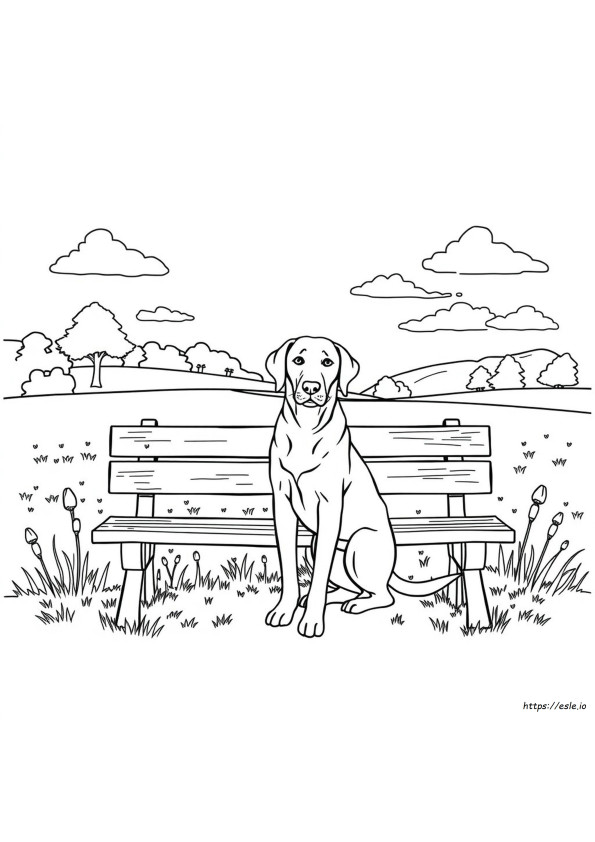 Labradorin Värityskuva