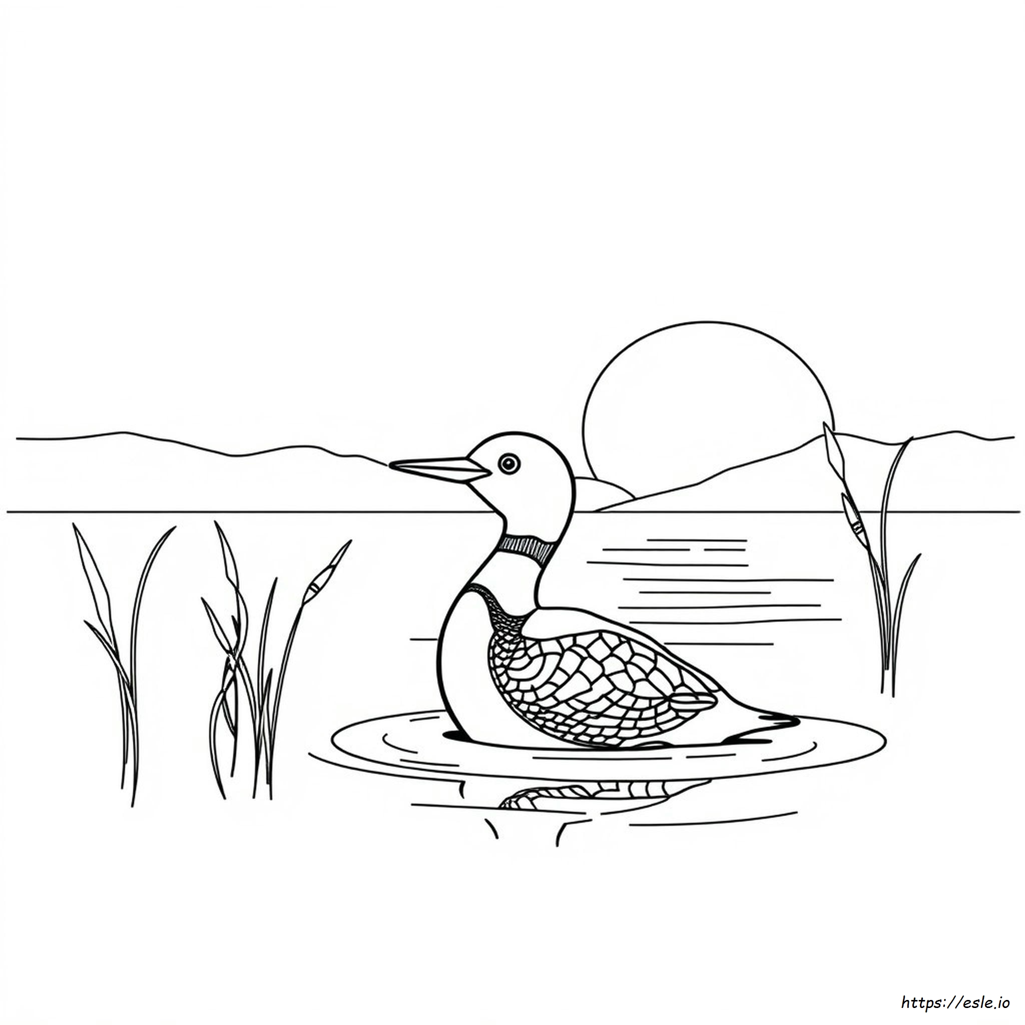 Gambar Mewarnai Burung Loon Umum