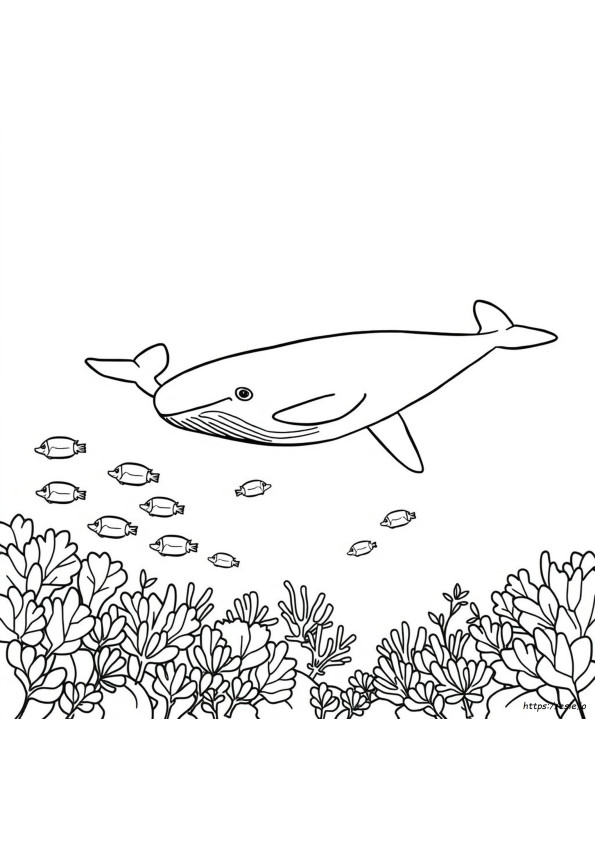 Whale Colouring Pages Printable