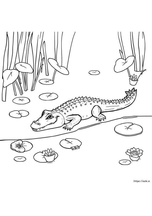 Coloring Page Of A Crocodile
