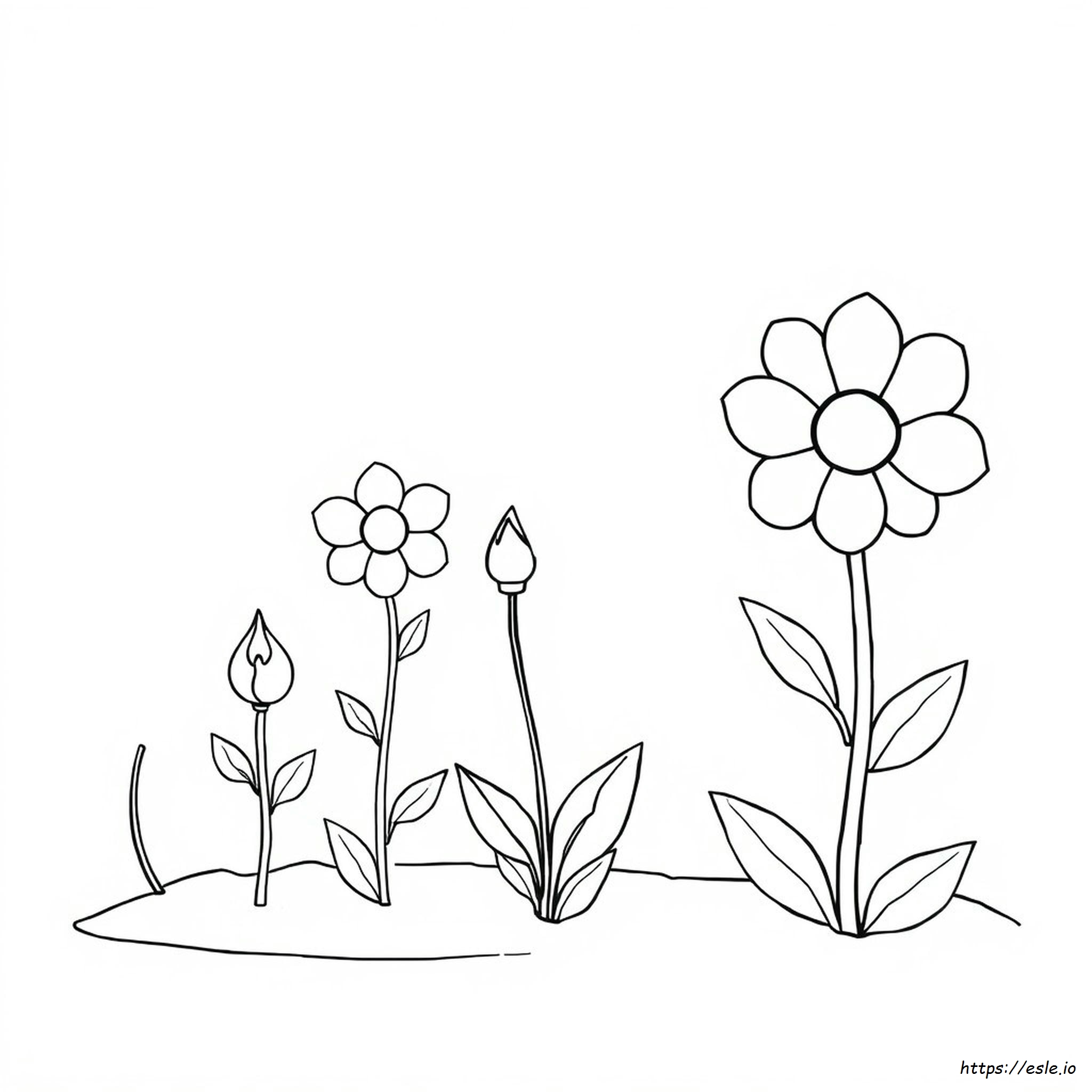 Blumen Lebenszyklus Ausmalbild Zum Ausdrucken