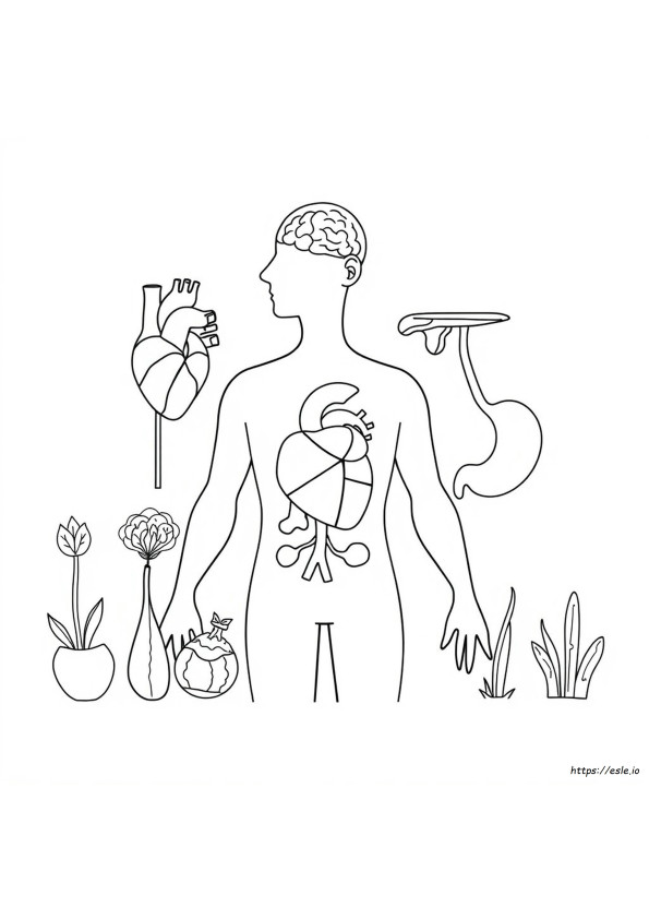 Human Body Systems Coloring Pages