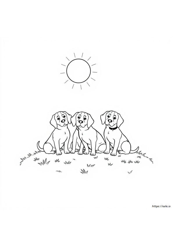 Beagle Värityskuvat