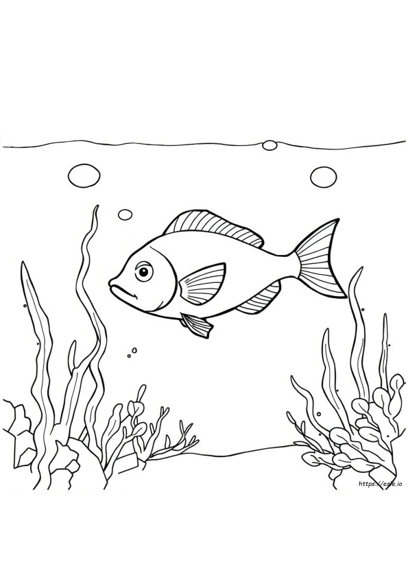 Fish Coloring
