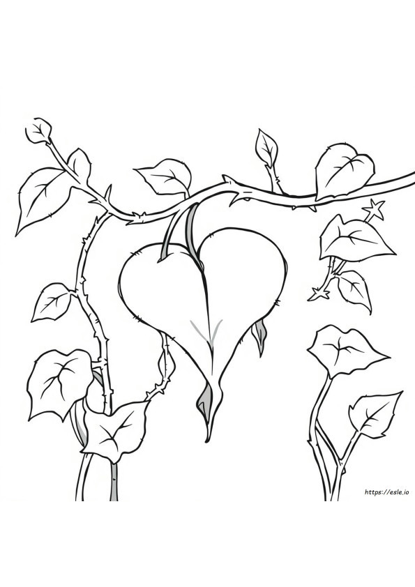 Bleeding Heart Coloring Pages