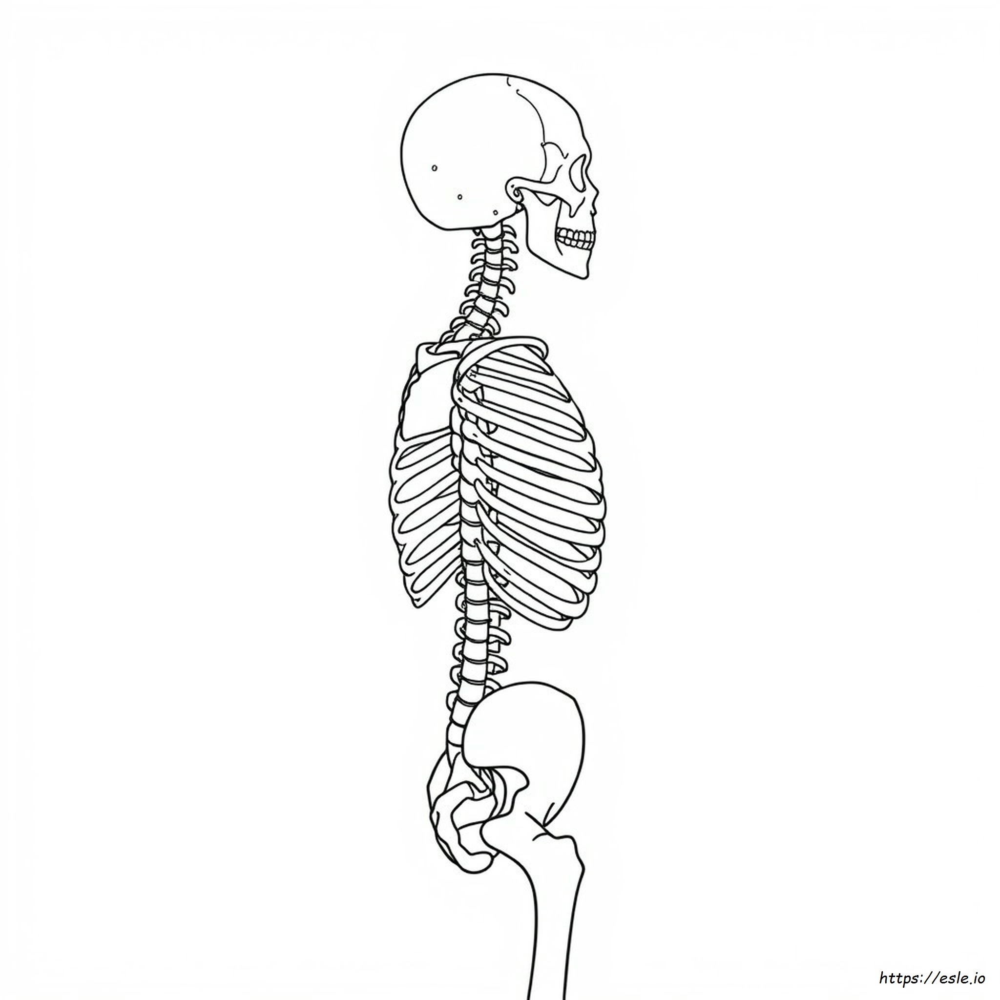 Axial Skeleton Coloring Pages