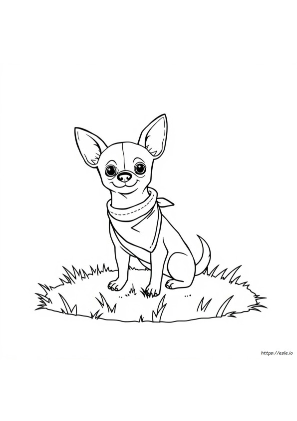 Do Chihuahuas Change Color