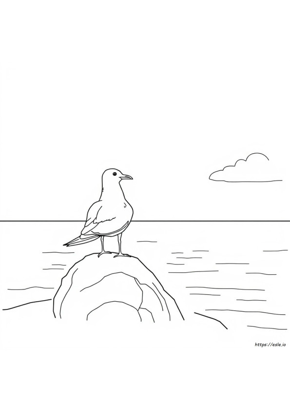 Are Seagulls Colorblind