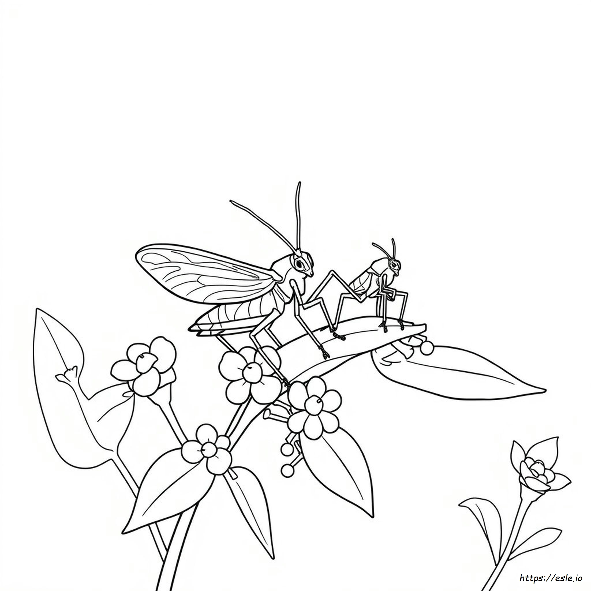Katydid Coloring Page