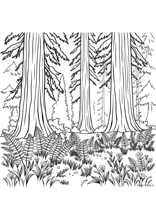 Redwood Coloring Page