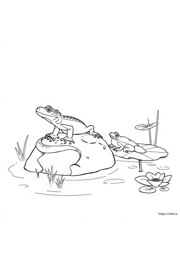 Páginas Para Colorear De Reptiles Y Anfibios