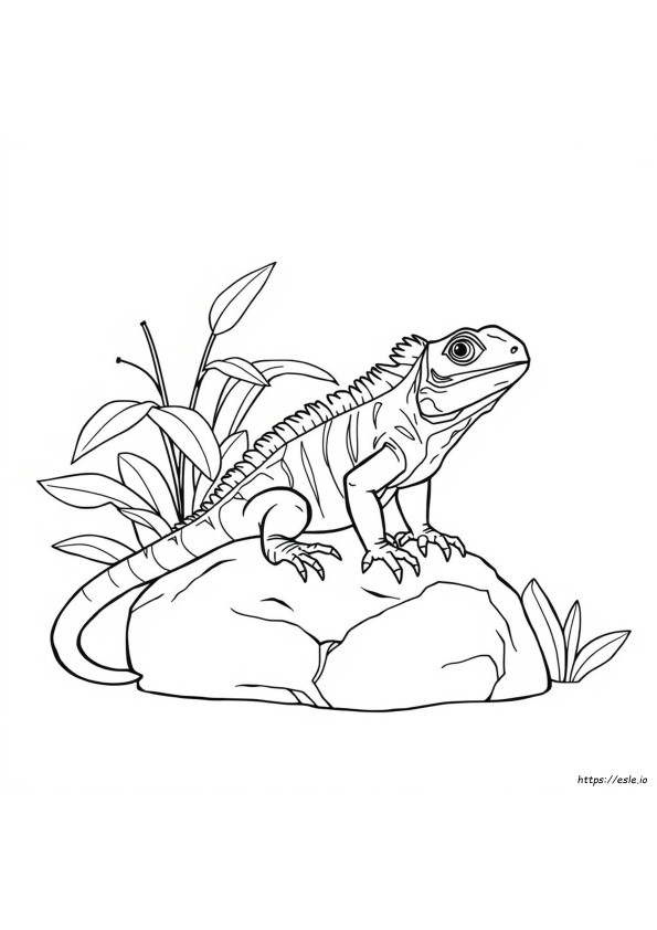 Iguana Para Colorir