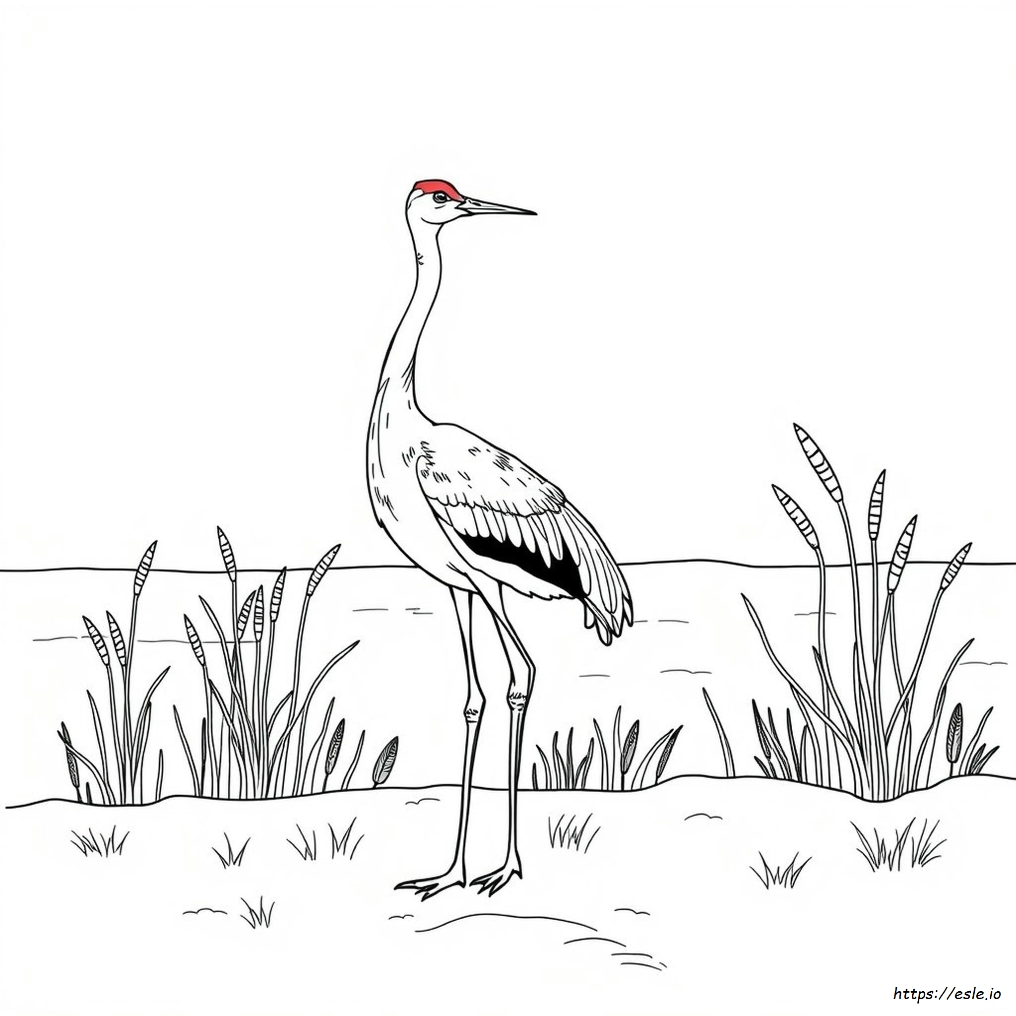 Grulla Canadiense Para Colorear - Imprimible Gratis