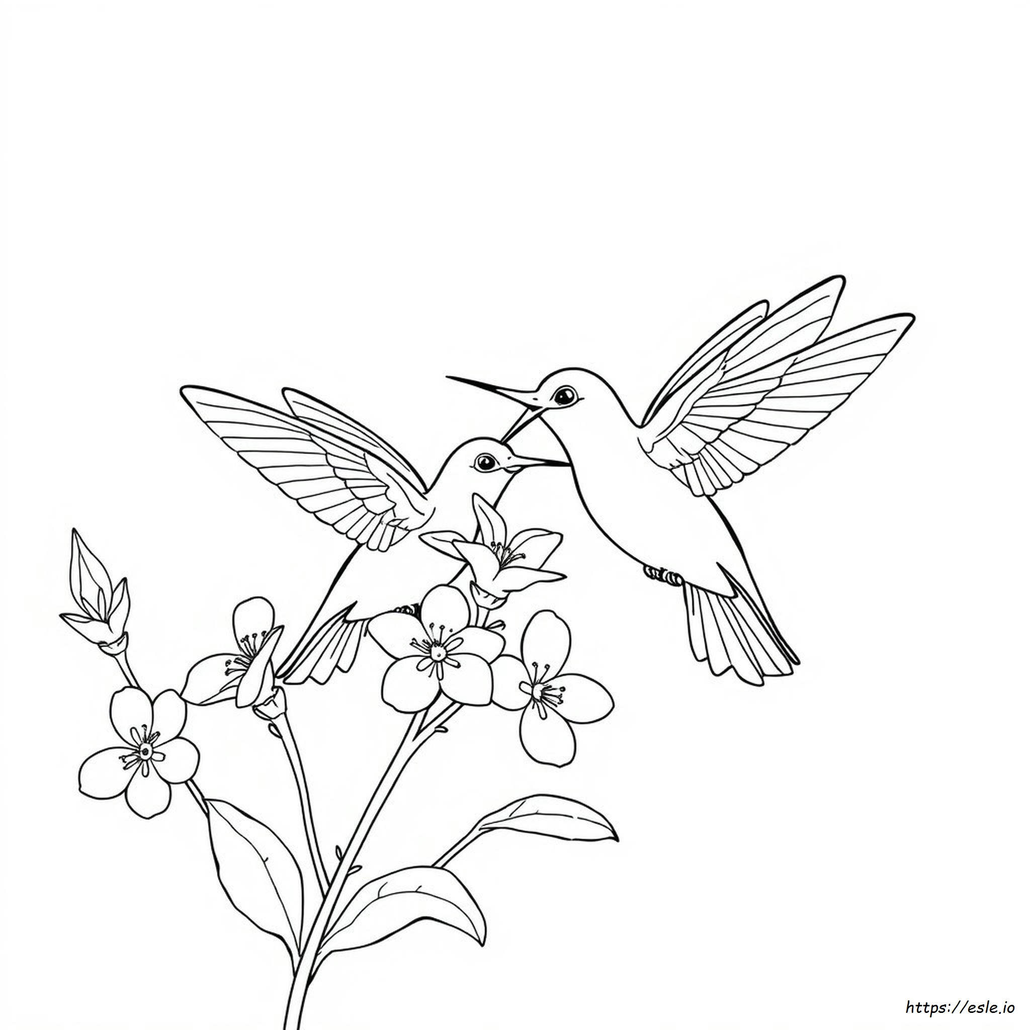 Are Hummingbirds Attracted To Color - Coloring Page