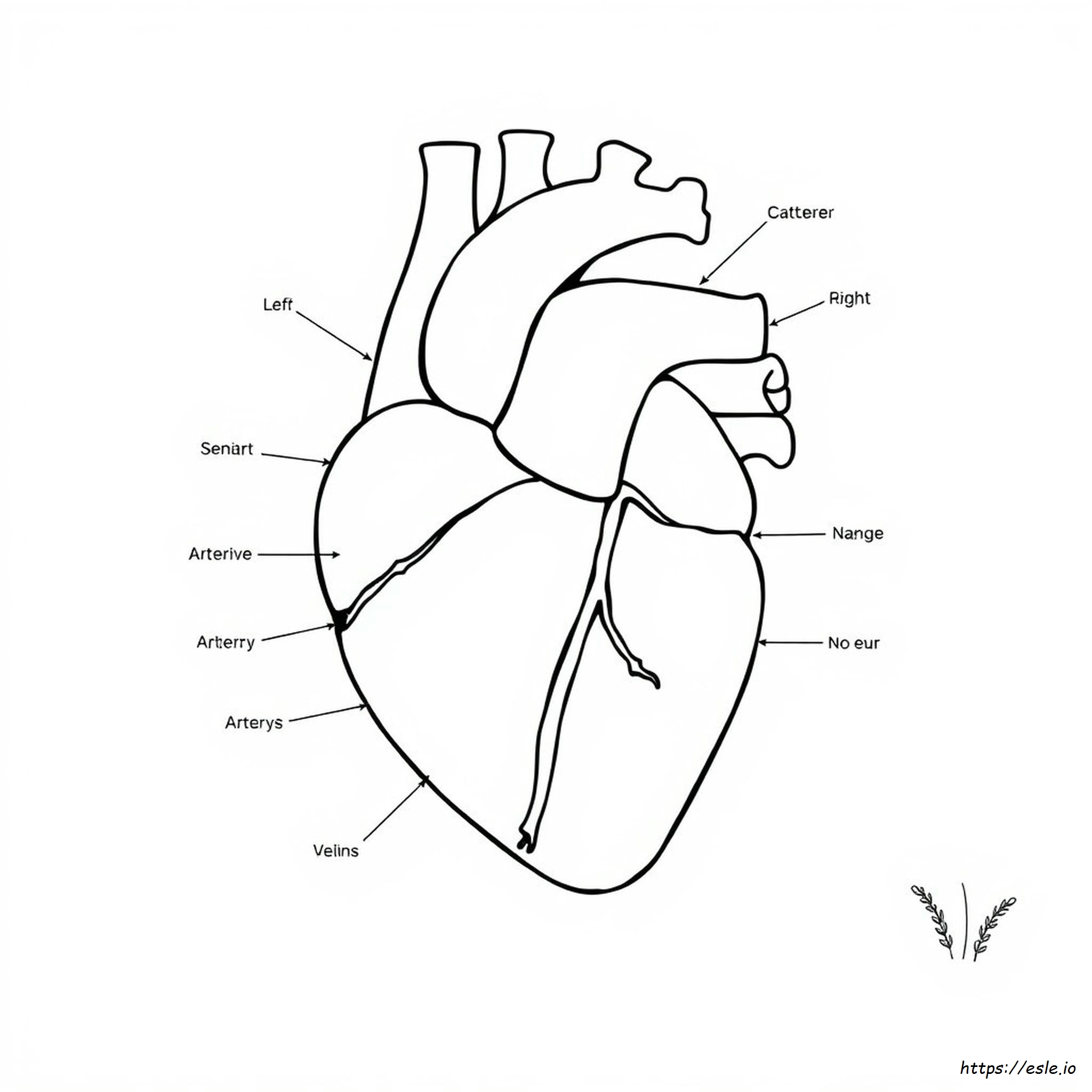 Heart Diagram Coloring Sheet