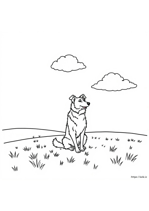 Border Collie Színező