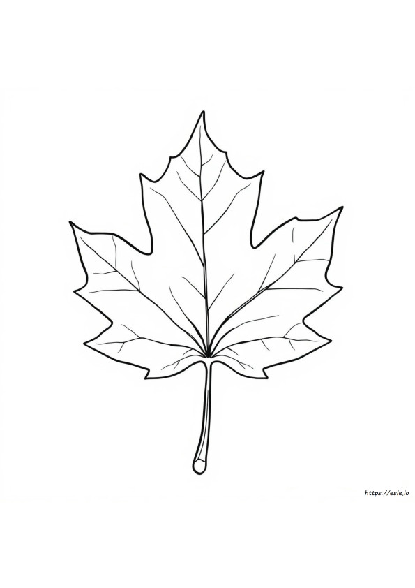 Leaf Anatomy Coloring Worksheet Answers