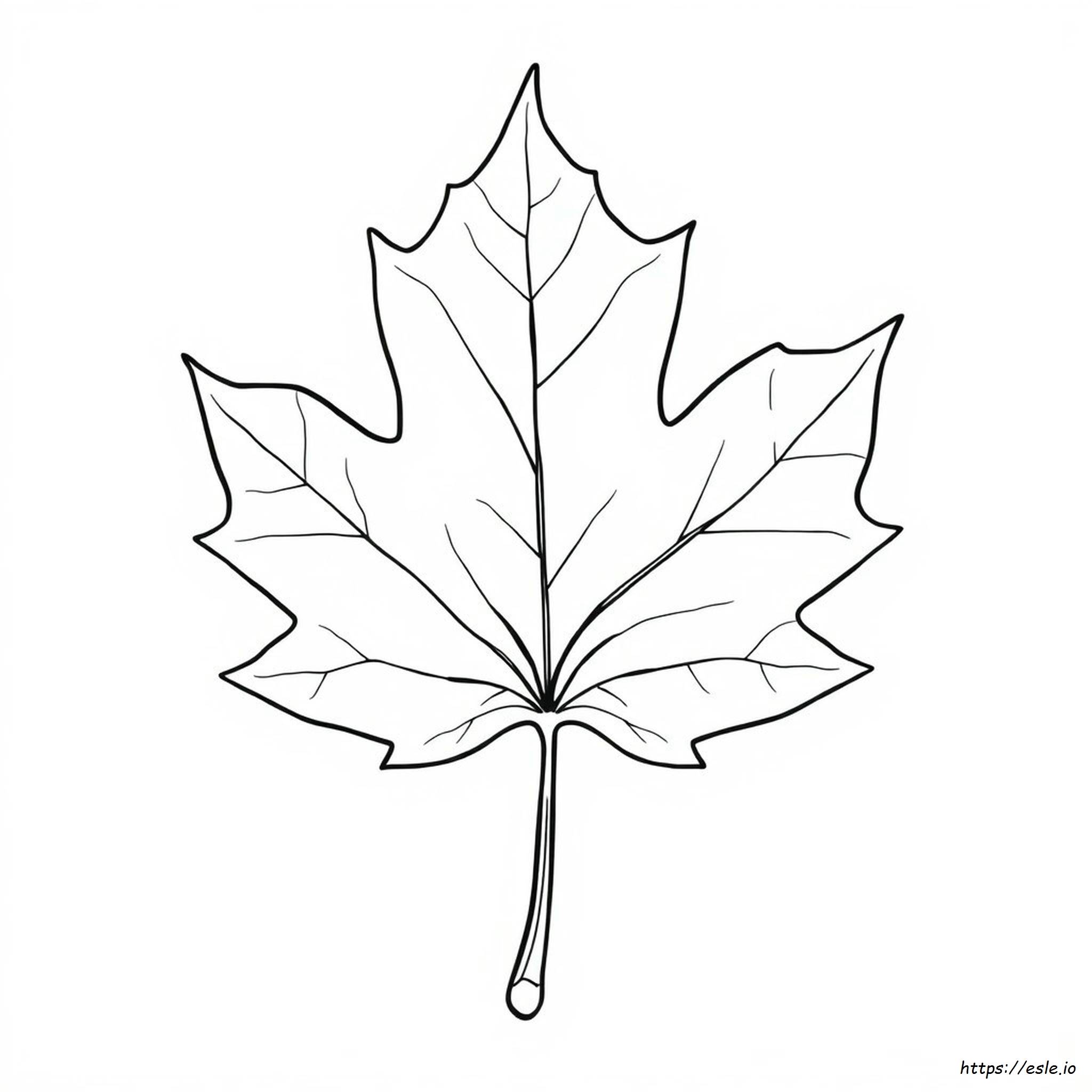Respuestas De La Hoja De Trabajo Para Colorear Sobre La Anatomía De La Hoja