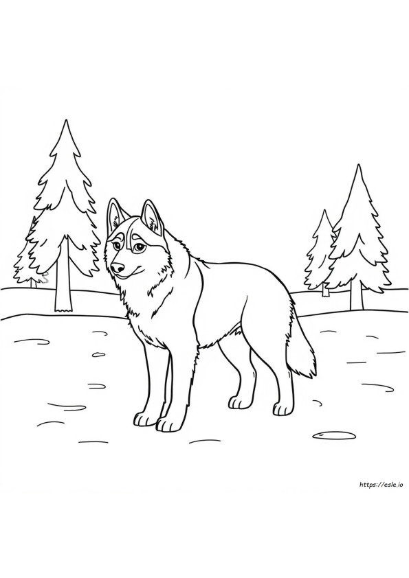 Husky Anjing Mewarnai Gambar