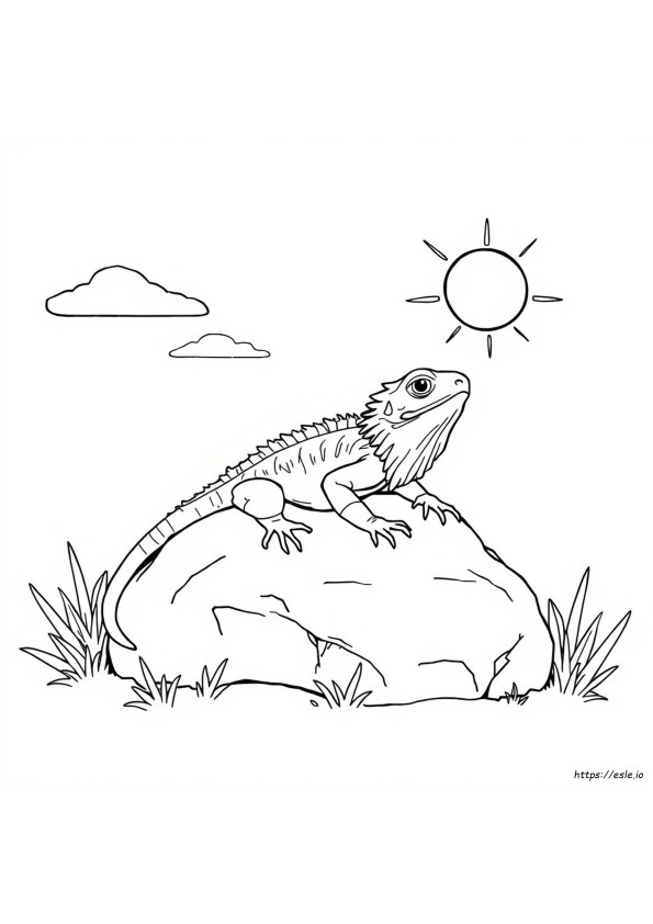 Bearded Dragon Coloring Page