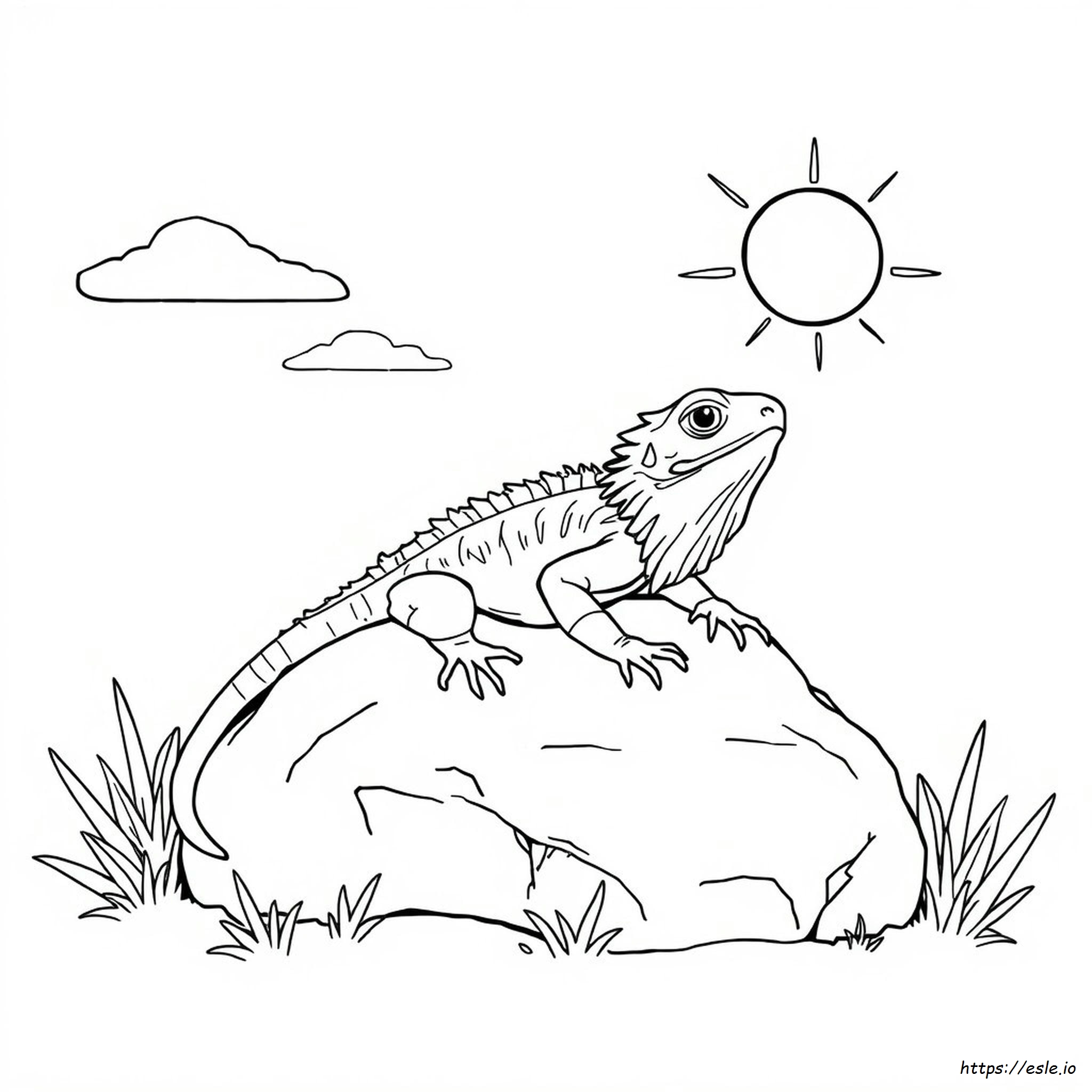 Drago Barbuto Da Colorare