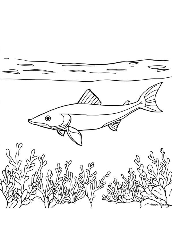 Sturgeon Coloring Page