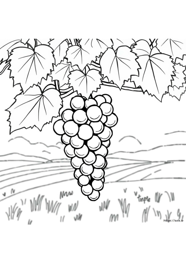 Grapes Colouring Images