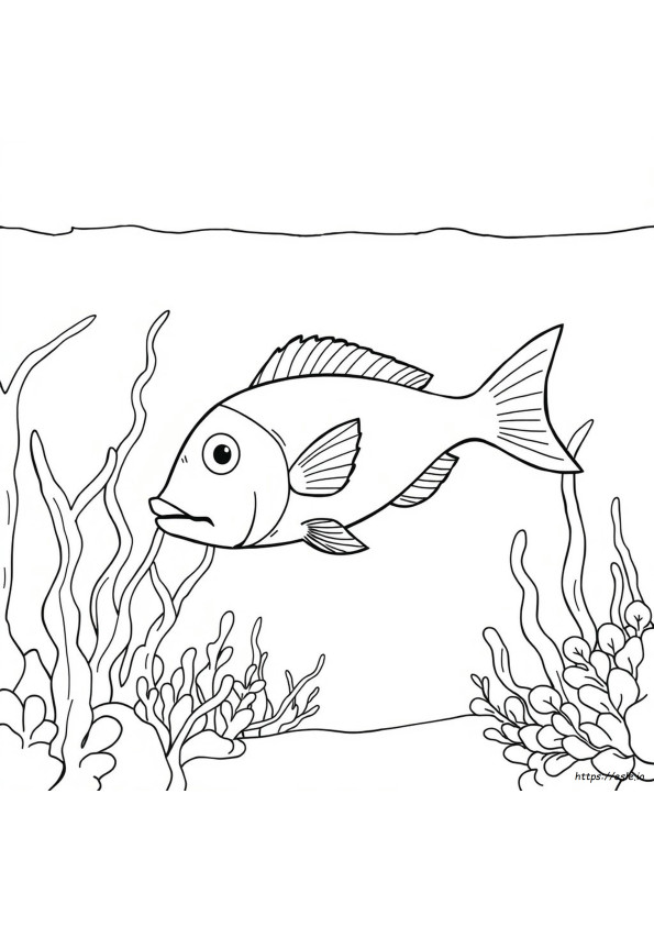 Fish Image For Colouring