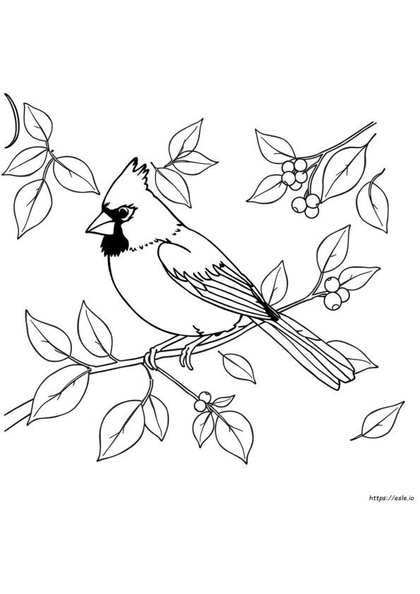 Coloriage Cardinal Facile