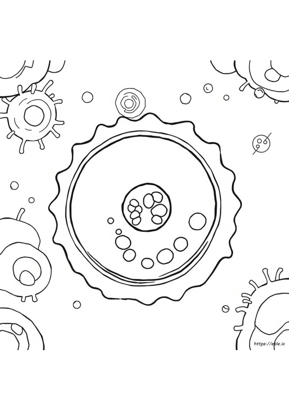 Disegno Membrana Cellulare Da Colorare - PDF Gratis