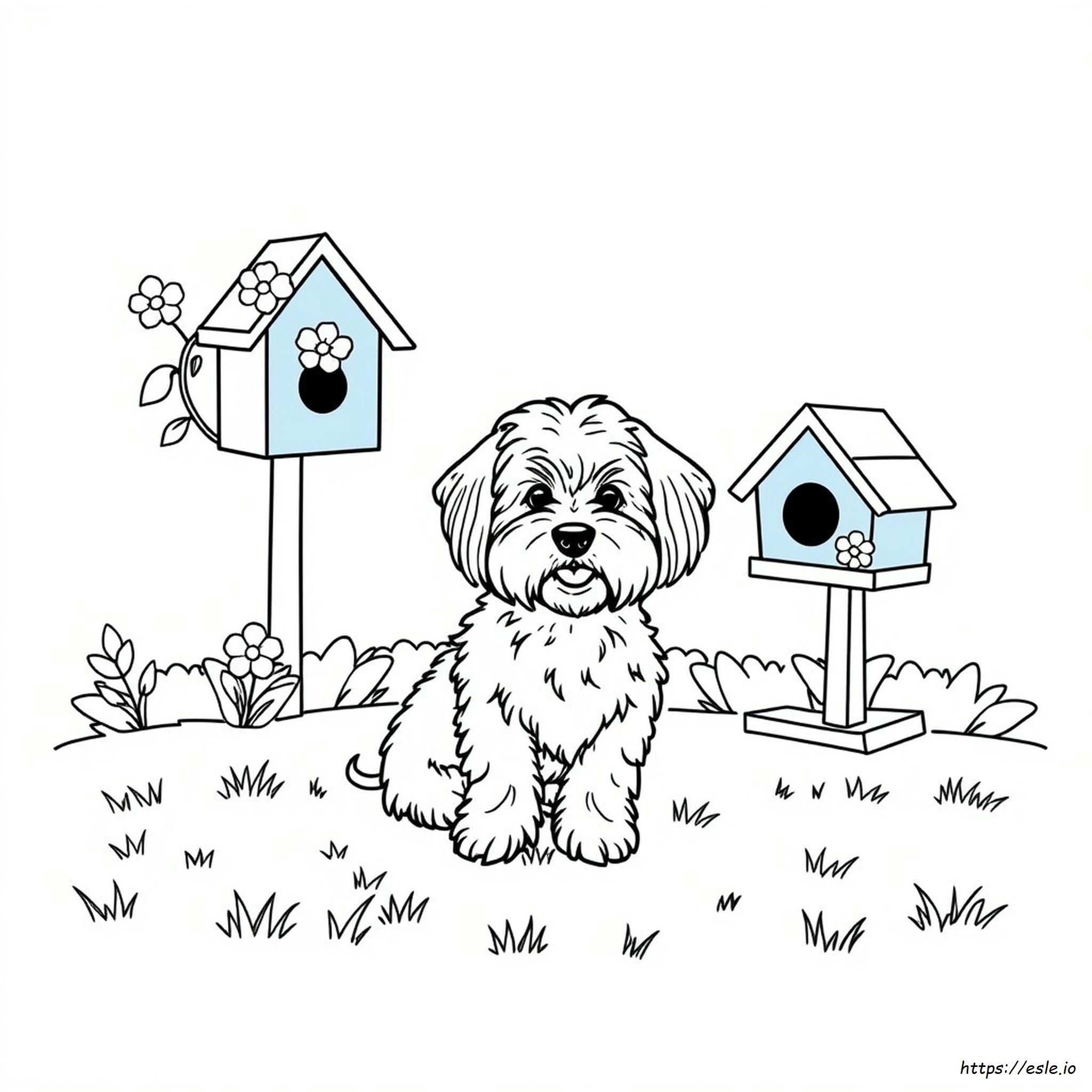 Maltese Coloring Pages