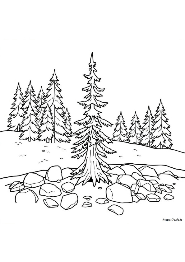 Alaska State Tree Coloring Page