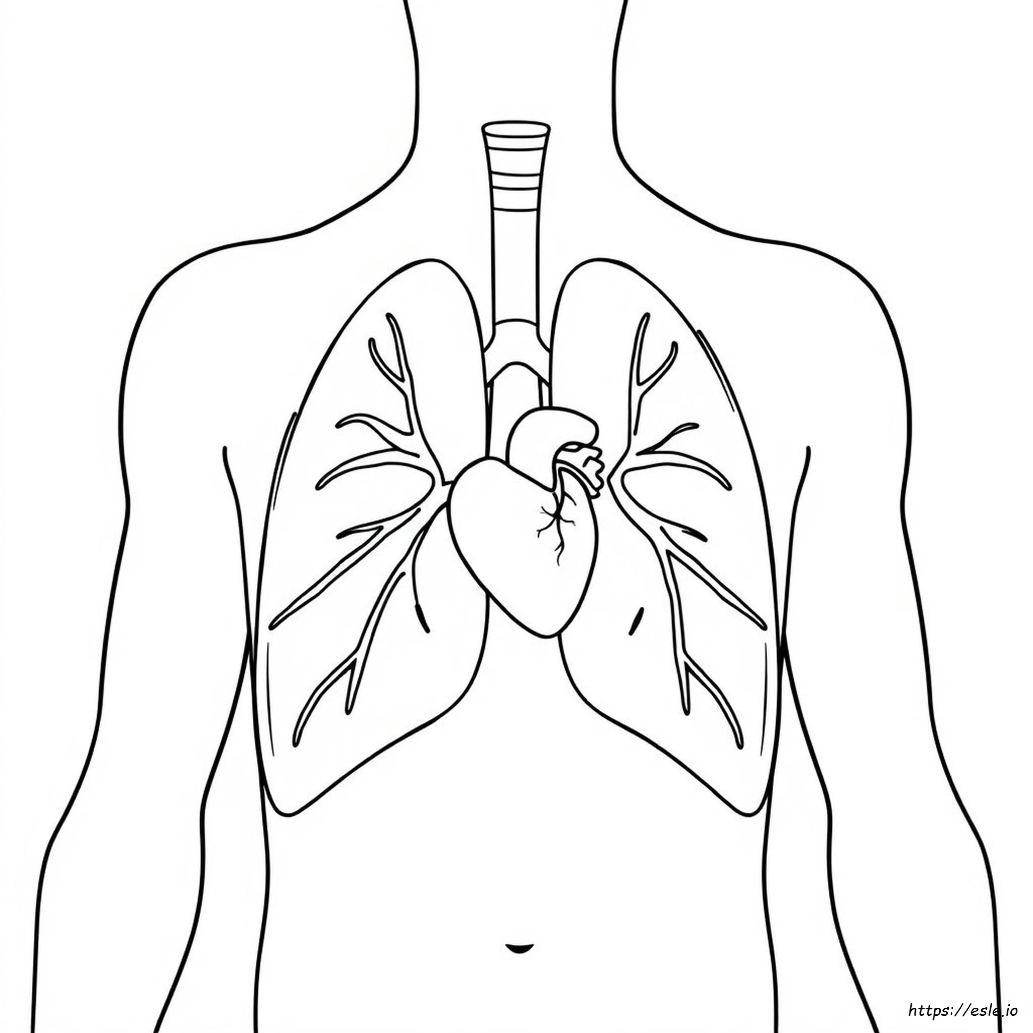 Lungs Printable Coloring Pages