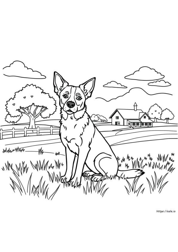 Blue Heeler Da Colorare E Stampare