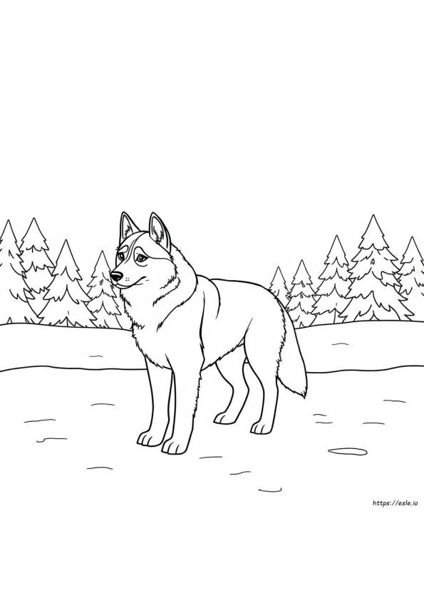 Husky Anjing Gambar Mewarnai