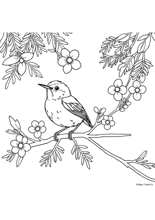 Carolina Wren Színező