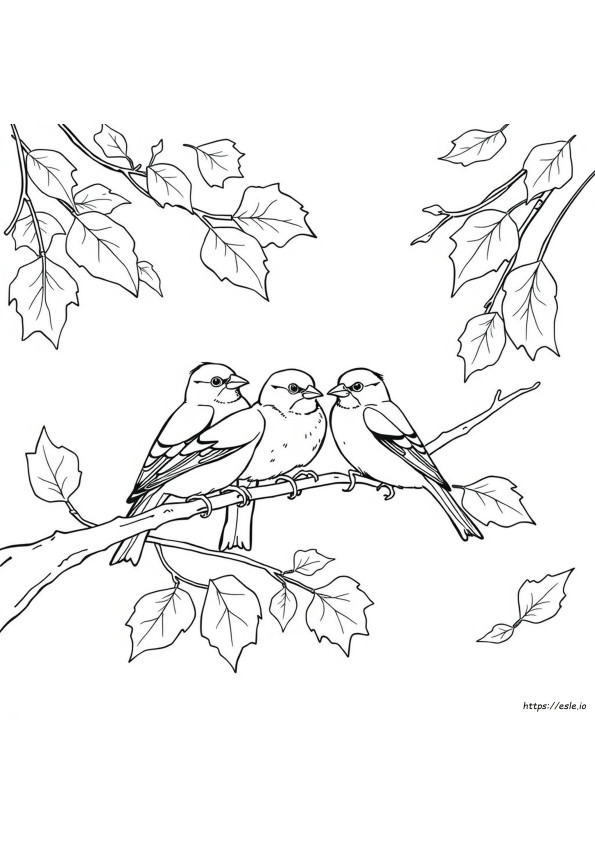 I Cardellini Cambiano Colore In Autunno