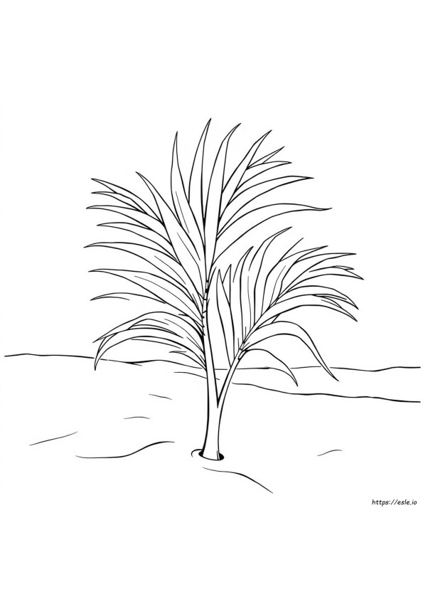 Printable Palm Leaf Coloring Page