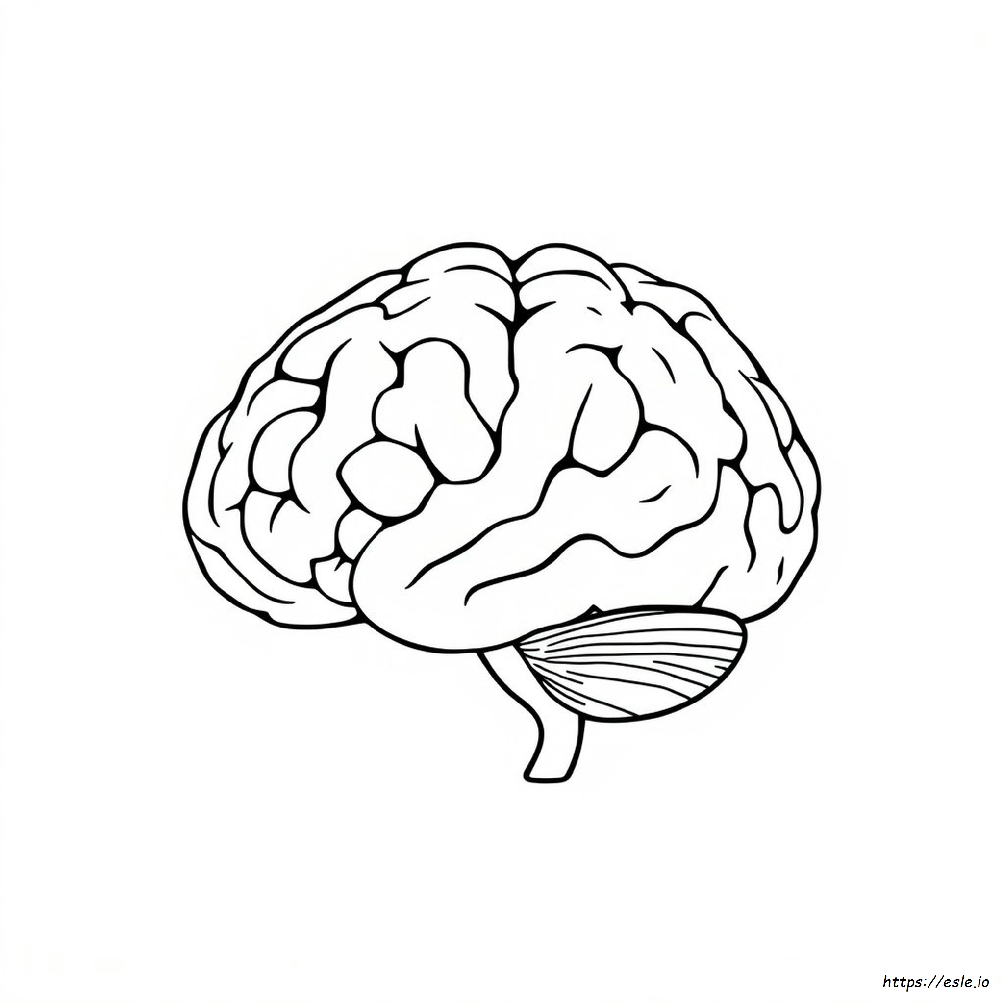 Anatomia Del Cervello: Risposte Da Colorare
