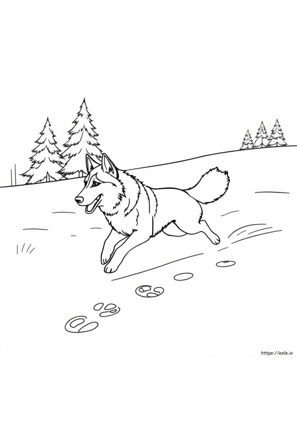 Husky Gambar Mewarnai