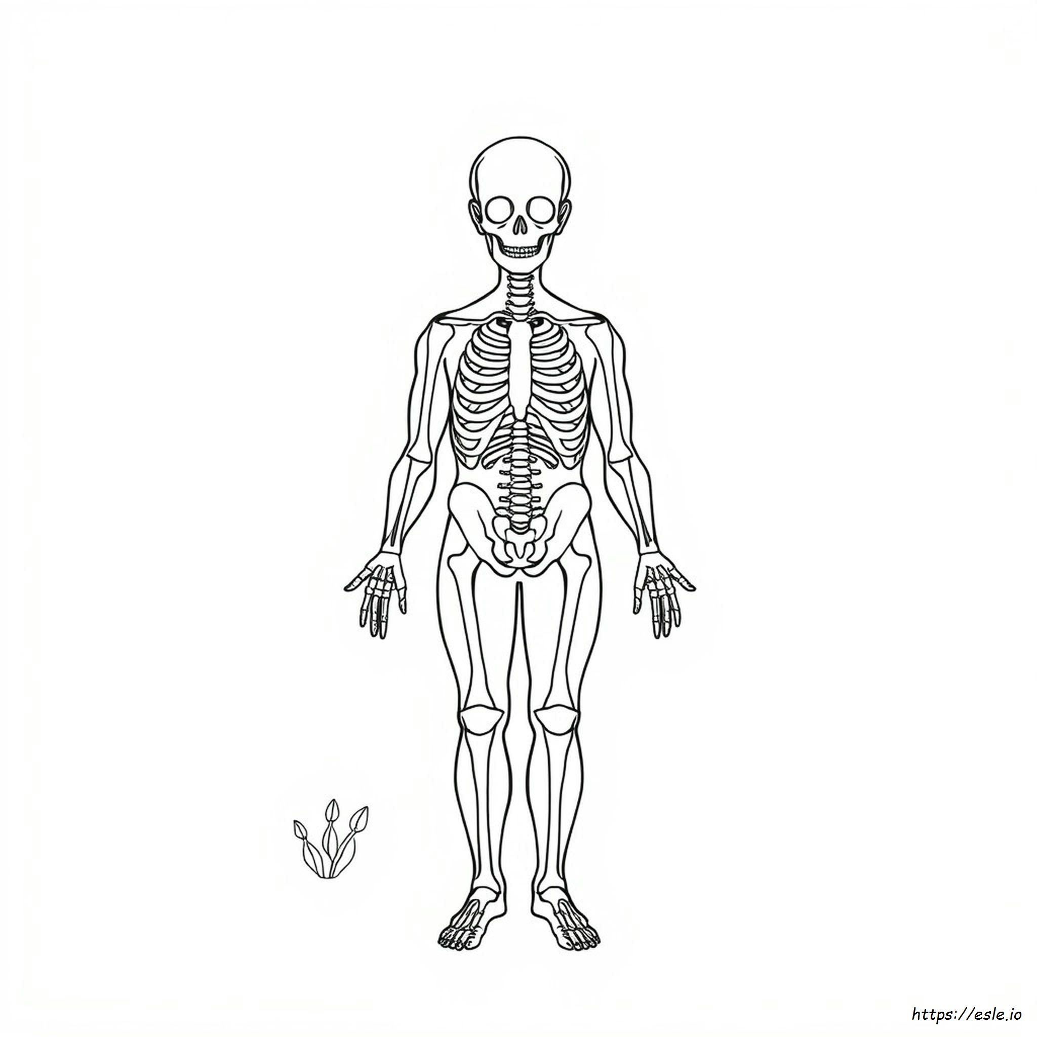Printable Anatomy Coloring Book