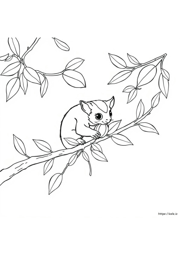 Sugar Glider Coloring Pages