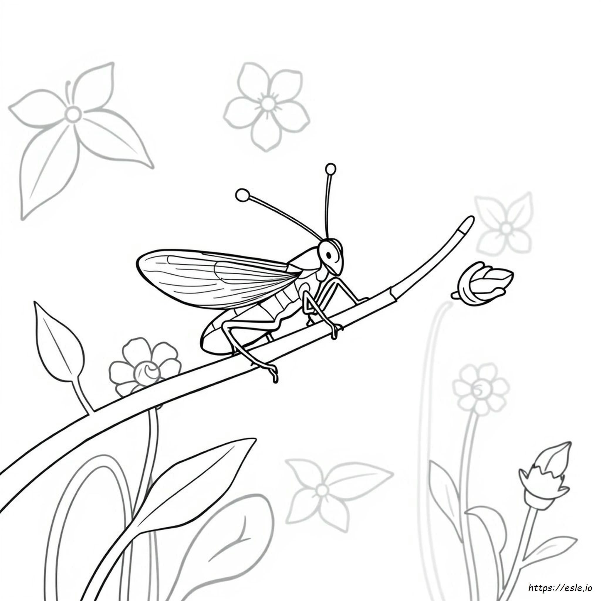 Coloring Pages Of Cricket