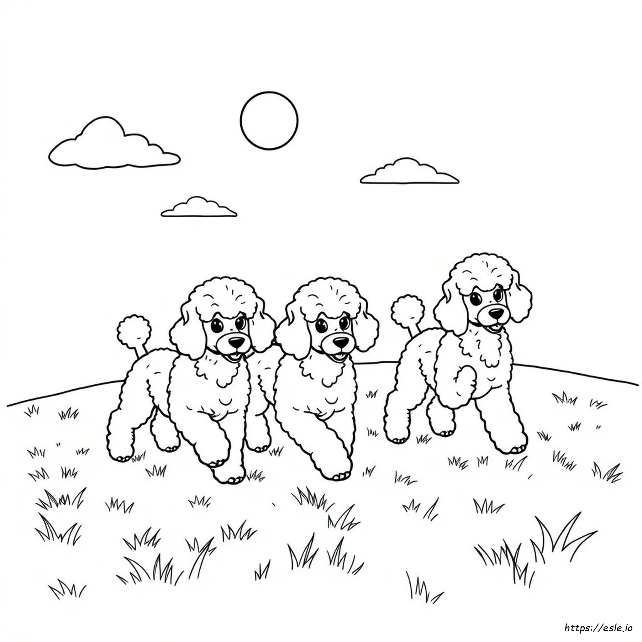 Coloring Pages Of Poodles - Free Printable