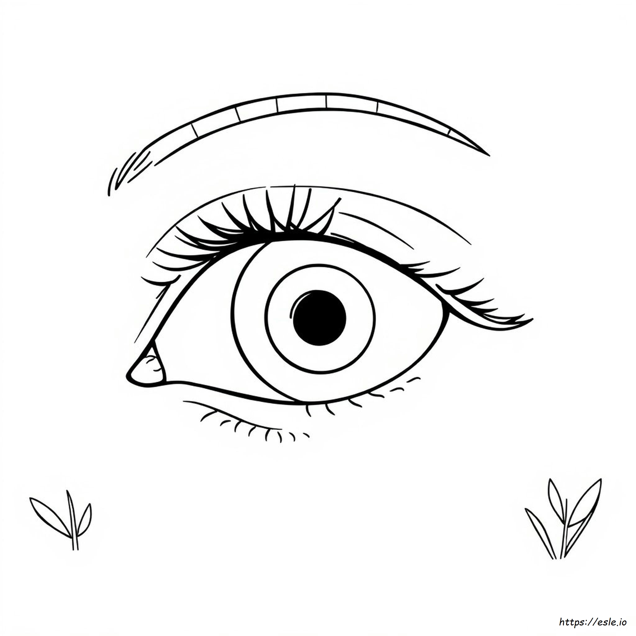 Eye Anatomy Coloring Page