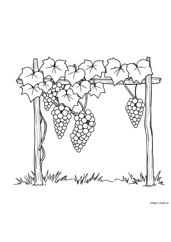 Grape Vine Coloring Page