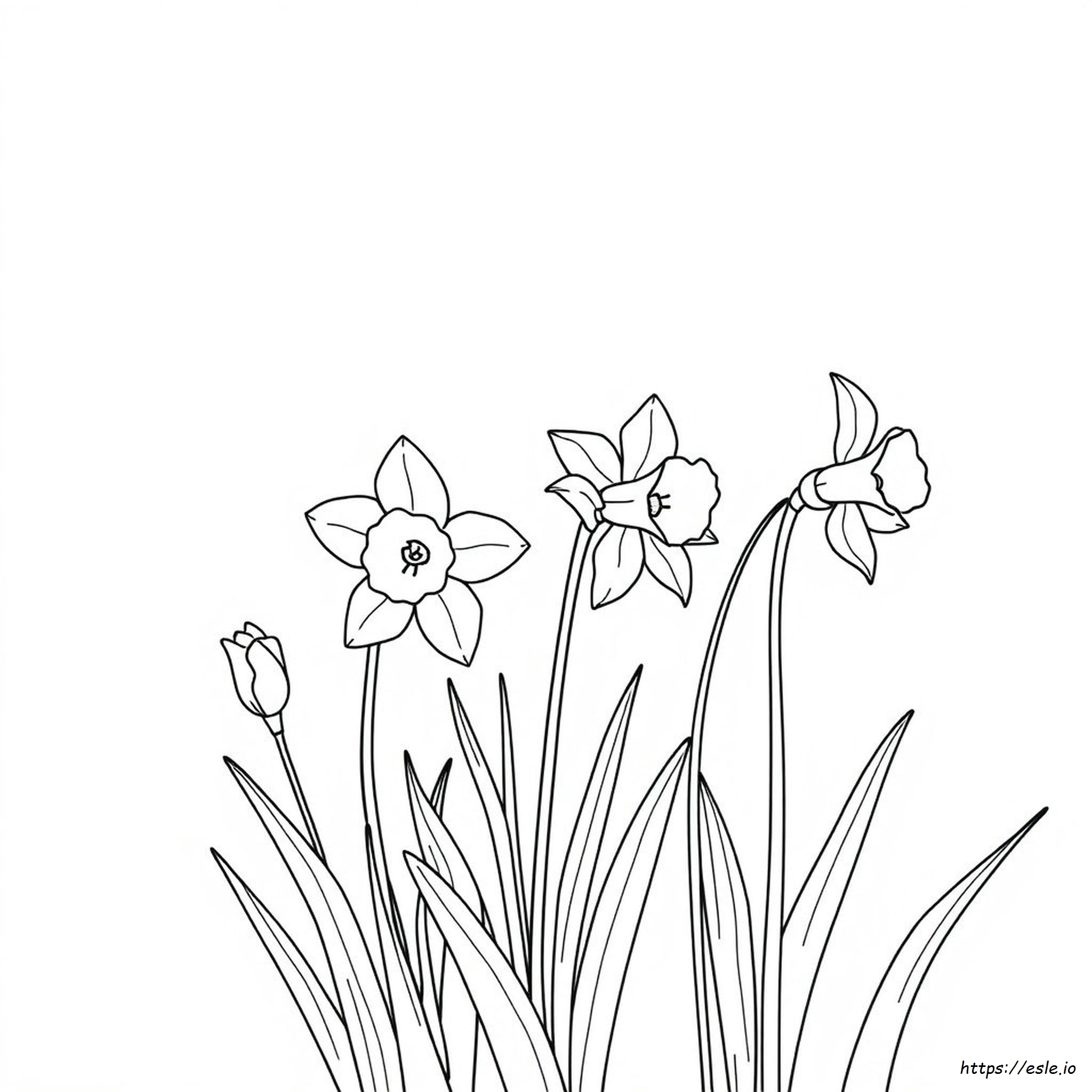 Daffodil Flower Coloring Page - Free Printable
