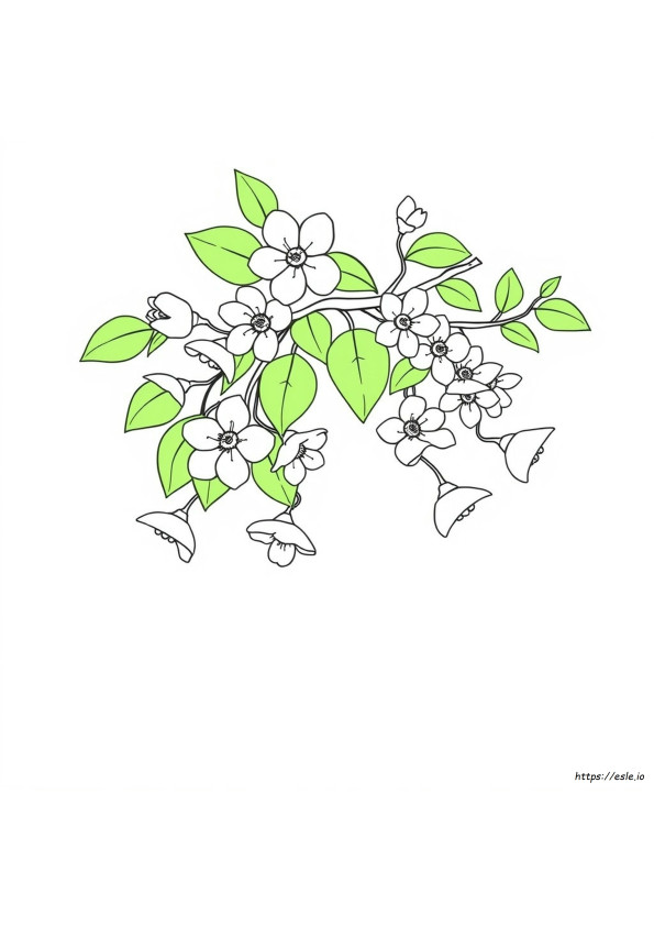 あんずの花 ぬりえ