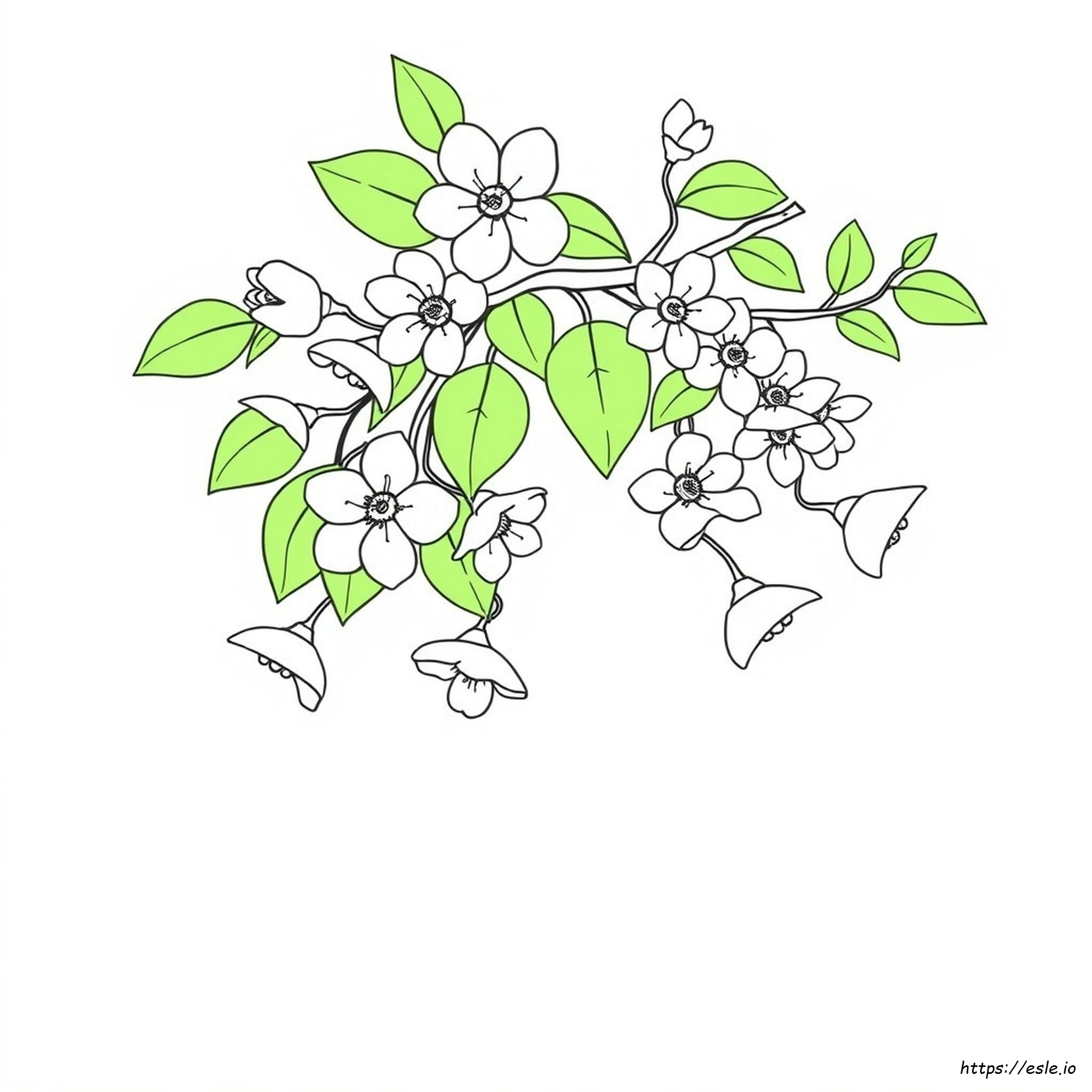 Apricot Blossom Coloring