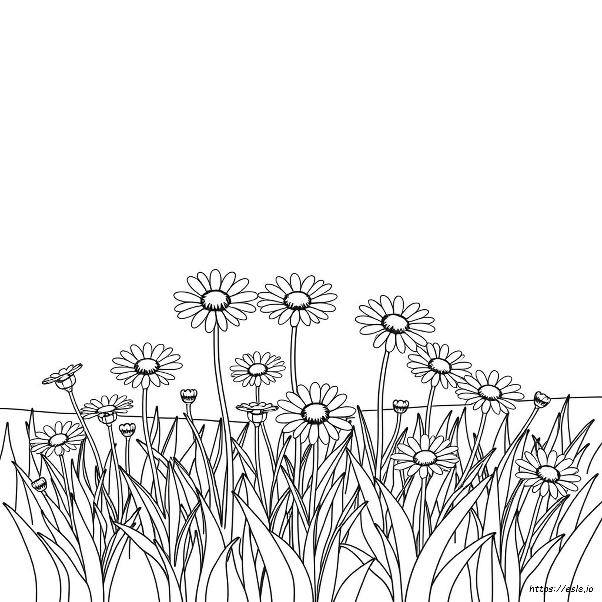 Dibujo Para Colorear De Margaritas - Gratis